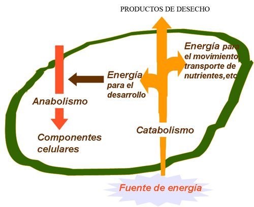 catabolismo y anabolismo